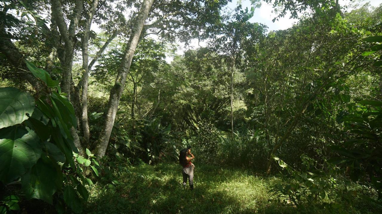 Finca La Argelia Quimbaya Kültér fotó